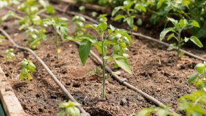 Plants grow in a garden bed with irrigation.