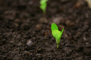 a close up of a small green plant in dirt